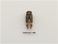 藏品(小蟪蛄)的圖片